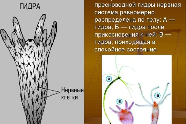 Кракен зеркало орион